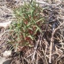 참 한삼 이미지