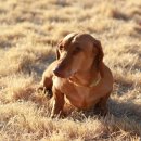 애견가족 이미지