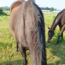 우승목장2 이미지