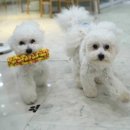 봉봉애견 이미지