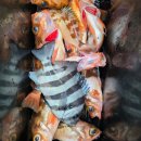 대원기사식당 | [겨울 배낚시] 고흥 거문도 돌돔 낚시: '덜덜이'의 전율을 느끼다 (ft. 스페셜드림호)