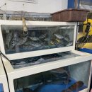 태평새벽수산