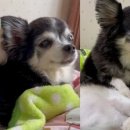 강아지언니 이미지