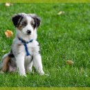 수 동물병원 이미지