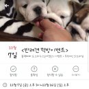 블랙파파도그하우스