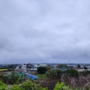 퐁낭에염 이미지