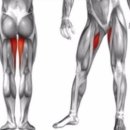 Muscle96 GYM | [구의동 헬스장 강변역 헬스장] 내전근의 중요성