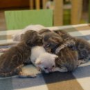 효민님의 뱅갈고양이 이미지