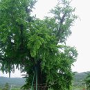 노당1리 이미지