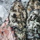 12월에시작 이가격 곧 없을듯합니다 생물 갑오징어 특가 1키로-8500원 / 특대 먹갈치 / 젓갈류 / 곱창김 초특가 이미지
