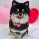 아모르 댕 이미지