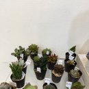 신동금 | [씽글벙글 서울] 노원구 1인가구 지원센터 단짝,다육이_ 1. 다육 화분 만들기