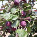 가실농장 이미지