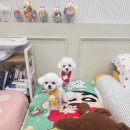 쁘띠하개 이미지