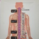 20240815-척추 29개 기능 이미지
