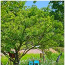 용수골꽃양귀비축제 이미지