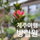 방림원 방문후기, 제주 아이와가볼만한곳 추천!