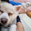 독스호텔리어 이미지