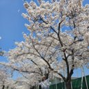 군산소방서 | 2026 군산 벚꽃 실황 군산월명체육관 벚꽃 만개