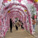 꽃보라동산 이미지