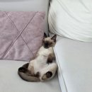 모래 | 페스룸 고양이 두부모래 후기 화장실 냄새 사막화 먼지날림 해결