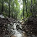 자연의벗연구소 | 장맛비에 ‘청산유수(靑山流水)’와 ‘청류탁족(淸流濯足)’을 다시 즐긴다.
