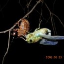 이영춘「풀잎」 이미지