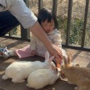 물고기나무 | 토끼 카페 석죽재물고기나무, 경기도 아이랑 갈만한 곳