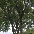 칠백의총 이미지