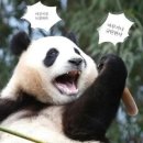 야옹아멍멍해봐 이미지