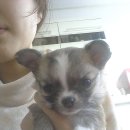 회원펫 Daum카페