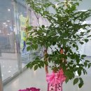 디자인본색