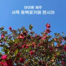 렌시아 | 제주 서쪽 동백꽃카페 렌시아 2/12 꽃 상태