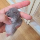 미니펫스토리 이미지