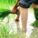 마루애견 이미지