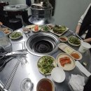돼지갈매기