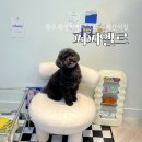 퍼피엘르