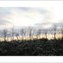 복사꽃마을 이미지