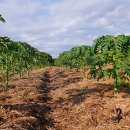 김영순농장 이미지