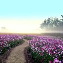 코스모스드림 이미지