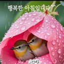 평안 Daum카페