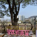 벚꽃로 이미지