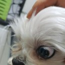 나눔 양한방 동물병원 이미지