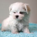 룰루 애견샵 이미지