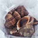 바다향그대로 | 태안 안면도 참소라 2kg 바다향 가득한 신선한맛❗️