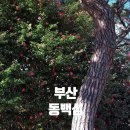 동백공원 공영주차장 내 | 12월 | 부산 겨울여행 동백섬 동백꽃 개화상황 동백공원공영주차장
