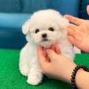 천안 강아지분양 고양이분양 파밀리에드마스코타 신불당본점 | 천안강아지분양 아기강아지와 함께