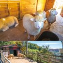 신통목장 이미지