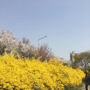 벚꽃 공중화장실 이미지