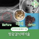 선부3파출소 화장실 | 🚨 안산 고양이 혈뇨, &#34;혹시 우리 아이도?&#34; 방광결석 수술 후기 (선부중앙동물의료센터)